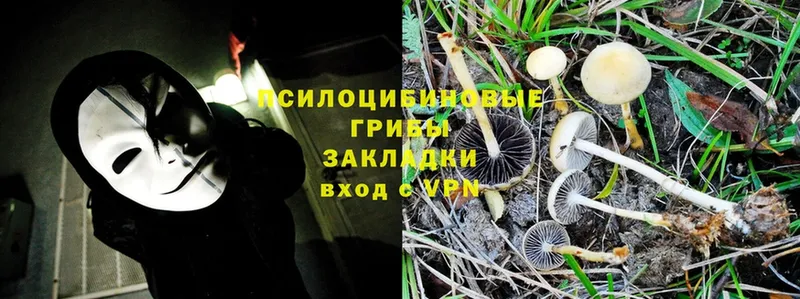 mega как зайти  Голицыно  Галлюциногенные грибы MAGIC MUSHROOMS 